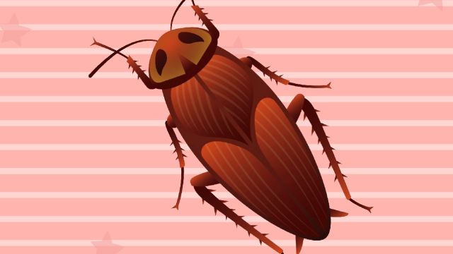 云南曲靖碗柜除蟑螂，让你告别烦恼