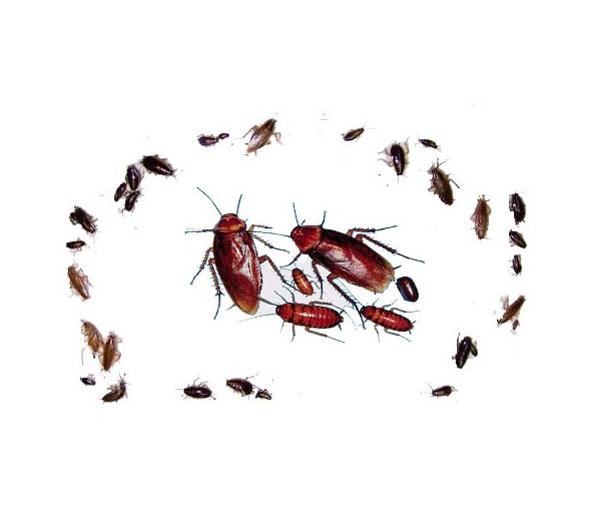 云南本草，自然的除蟑螂良方